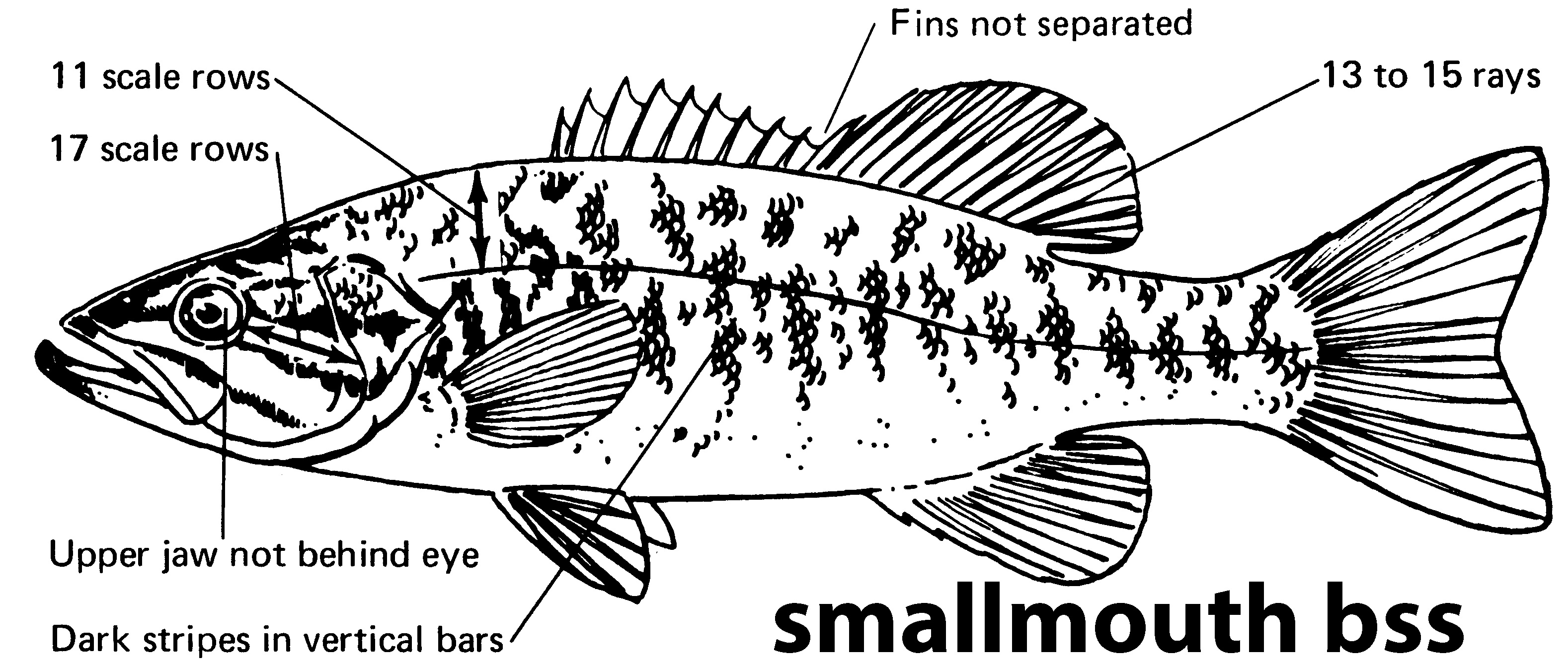 characteristics of a smallmouth bass